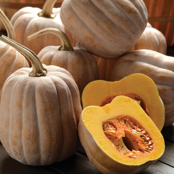 Automn Frost Hybrid Squash