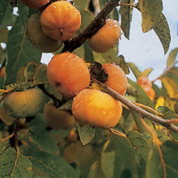 Meader American Persimmon